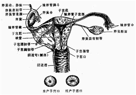 女性人體|人體解剖學女性生殖系統 女性生殖系統